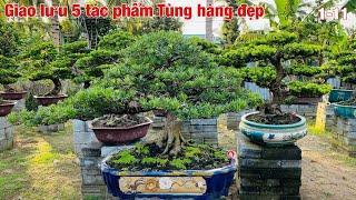 Tùng kim cương.tùng la hán tầm trung hàng đẹp tại vườn.#0975282803