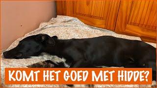 Heeft Hidde echt zijn staart gebroken? | DierenpraatTV