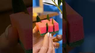 Grow Like a Pro: Indoor Plant Ideas to Inspire Your Green Thumb 