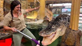 GIANT Gator Feeding Madness