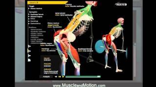 How to Deadlift Properly: 3D Animation of Muscles in Motion