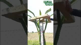 ड्रैगन फ्रूट कितने दिन बाद फल देना शुरू कर देता है #shorts #dragonfruitfarming #viral #trending