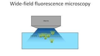 Peyman Golshani, MD, PhD - New generation open source miniaturized microscopes for network dynamic