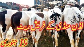 Luden Cattle Markeet Cholistani Dhani Dajili Ablk Nukre Bachre Qurbani 22 || Global Village Farming