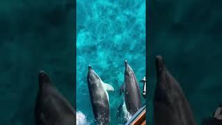  Gli animali più invidiati dei mari   Sardegna ( video di Oltremareescursioni )