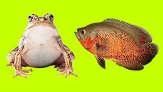 The Oscar Fish Vs The Bull Frog  - Oscar Fish Feeding