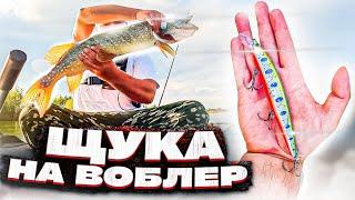 Щука на воблер в мутной воде.  Рыбалка на спиннинг на щуку в озере с зеленой водой.