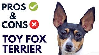 Toy Fox Terrier Dog Pros and Cons | Toy Fox Terrier Advantages and Disadvantages #AnimalPlatoon