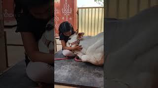 #cow'slove #shorts #viral #ytshorts #jaishugowri'svlog