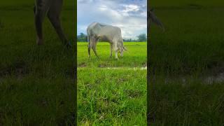 Today I came to herd cows to graze in the fields, it looks like the fields are full of green grass.