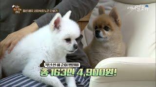 노령견을 키우며 겪는 일들 [나는 아픈개와 산다], KBS 200625 방송