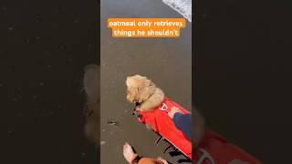 Only he would find corn at the beach  #funnydog #beachdog #retriever