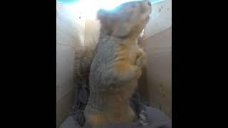 Emma on guard in her squirrel box #squirrel #squirrely #squirrellove #squirrelplay #cute