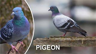 PIGEON (Funny pigeon video)