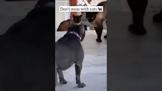 don't mess with cats #funnycats  #dogs #catsvsdog