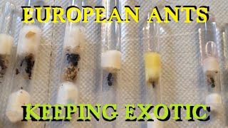 ANTSTORE | European Ants | Keeping Exotic Ants