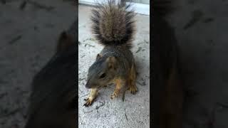 Wonderful am with Squirrel