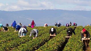 US Farm Workers Harvest Thousands Of Tons Of Fruits And Vegetables