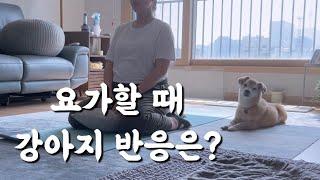 만삭 임산부와 강아지의 일상ㅣ임신한 보호자 지키는 누렁이ㅣ임신 36주