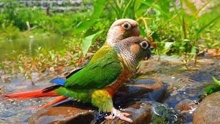 Green Cheek Conure very fun to play in the water | conure sounds