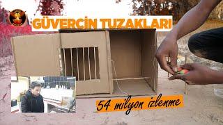 Güvercin tuzaklarını izledim / Güvercin ve kuşçuluk / ALTIN KANATLAR