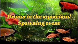 Spawning Event! (Captive Documentary!)