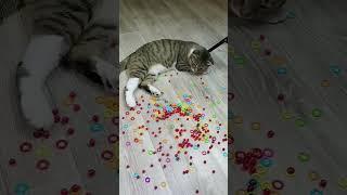 🟠Barsik Reverse Video ASMR #reversevideo #cat #funny #marblerunandmore #Toytimecatsvideo