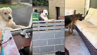 Dogs Doing Funny Things  Best of September 2024