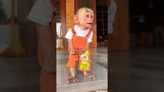 Cute Baby Monkey Moon | #shorts #babymonky #babyanimal #babymokey #babymonkey #cute #funny