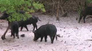 Trophy Hog Hunting | Hog Hunting in Florida | Wild Boar Hunting