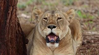 The Serengeti Plains - Africa