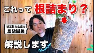 多くの方が勘違いしている観葉植物の根詰まりについて解説します。