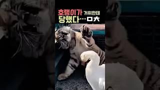 호랭이 이 충격 복수 !!