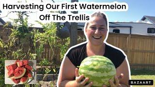 Trellis Success: Harvesting Our First Homegrown Watermelon!