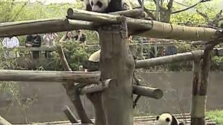 Acrobatic pandas