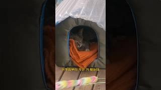 길냥이 꺽꺽이가 드뎌 숨숨집에서~ #동물 #냥이 #cat #animals #고양이 #고양이집사 #straycat #길고양이 #고양이일상