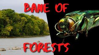 Ash vs Ash Borer - Why green ash trees are disappearing from North America