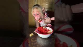 Monkey Maverick sport monkey and (subscribe chanal)#music #love#babyanimal#monkeytime#cute#animals