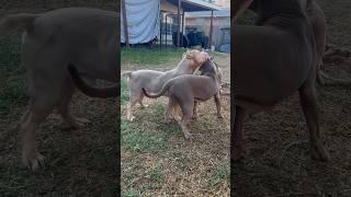 Daddy daughter inbreeding omg noooo?  #nbf #nbfkennel #puppiesforsale #pitbull #puppy #dog #xl