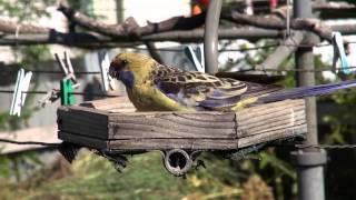 Backyard Bird feeders Aussie Style—Part1