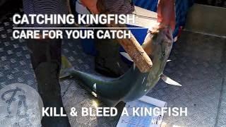 Catching Kingfish - How to kill & bleed a kingfish