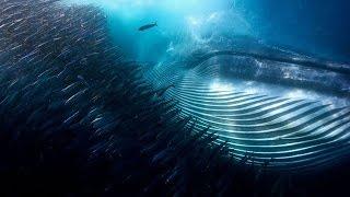 Enchanting works Champion Wildlife Photographer