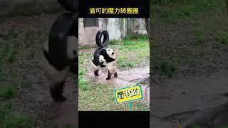 渝可的魔力转圈圈，渝可抢渝爱正在玩的轮胎，喻爱抢不过喻可，生胖气走熊，最后一场恶战以喻可被轮胎转晕结束，哈哈哈，可爱又搞笑,喻可：停不下来，真的停不下来…啊…Yuke's magic circle