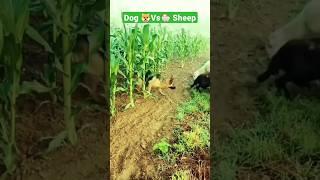 How German shepherd  Save Cron From Sheep #viralvideo