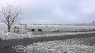 Sheep in a winter wonderland timelapse