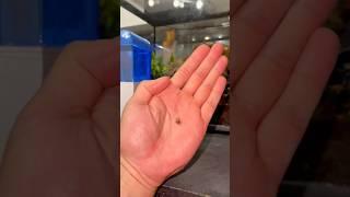 giant baby snail from Africa! #snail #bugs #funny #nacfamily #rock_n_insectes
