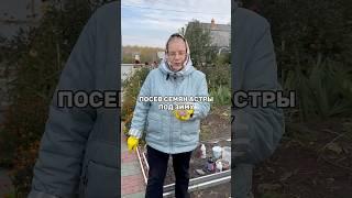 Посев семян астры под зиму  #огород #сад #цветы #садовод #дача #садоводство #удобрение #удобрения
