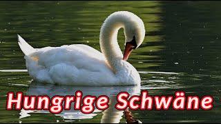 Höckerschwan  Schwäne auf der Suche nach Nahrung