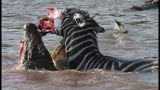 Zebra's face ripped off by crocodiles crossing Mara river on Safari in Kenya