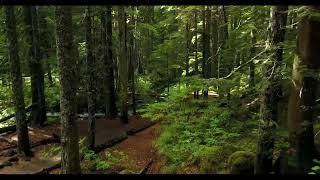 Forest Solitude | 12 Minutes of Tranquility